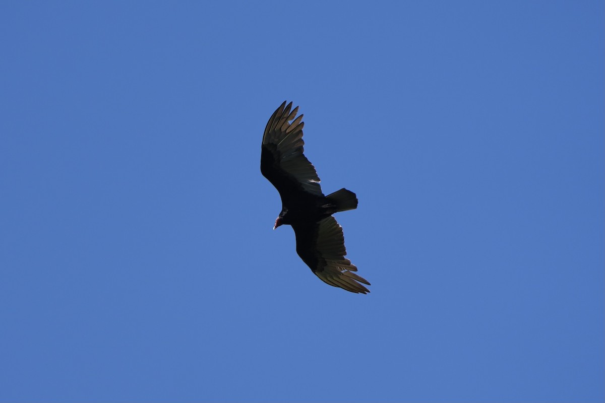 Turkey Vulture - ML616499968