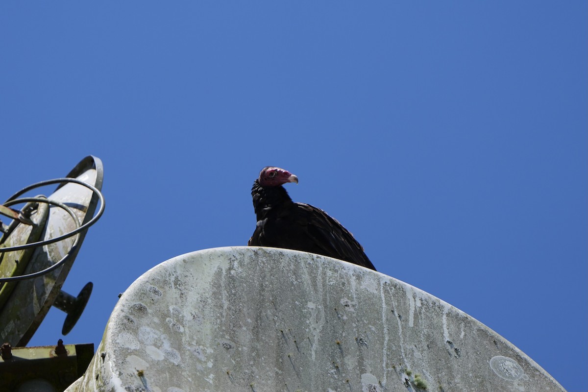 Turkey Vulture - ML616499969