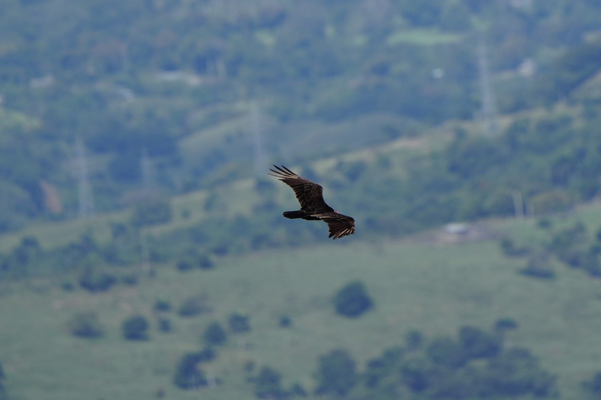 Turkey Vulture - Anonymous