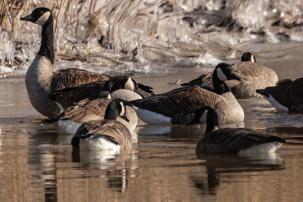 Canada Goose - ML616499991