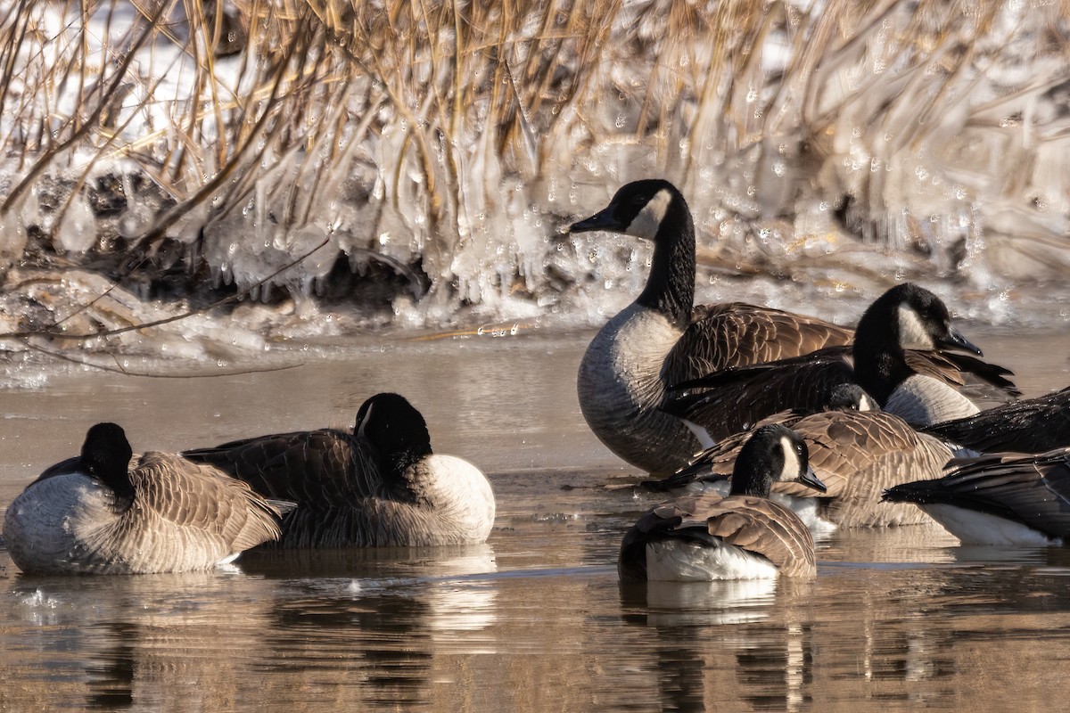 Canada Goose - ML616499992