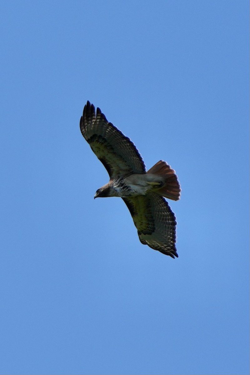 Red-tailed Hawk - ML616499995