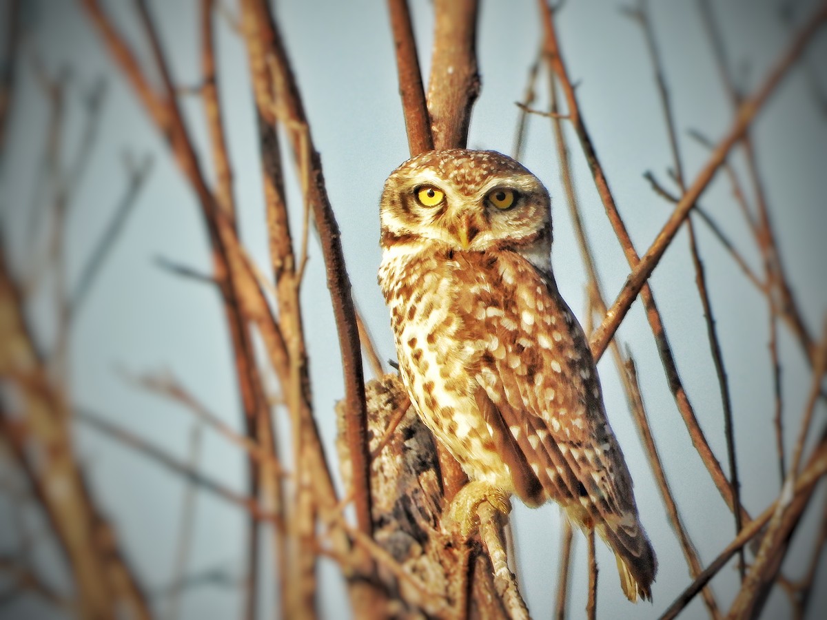 Spotted Owlet - ML616499997