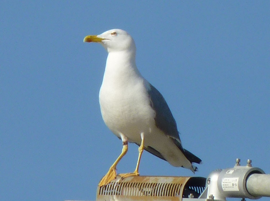 Gaviota Sombría (heuglini) - ML616500002