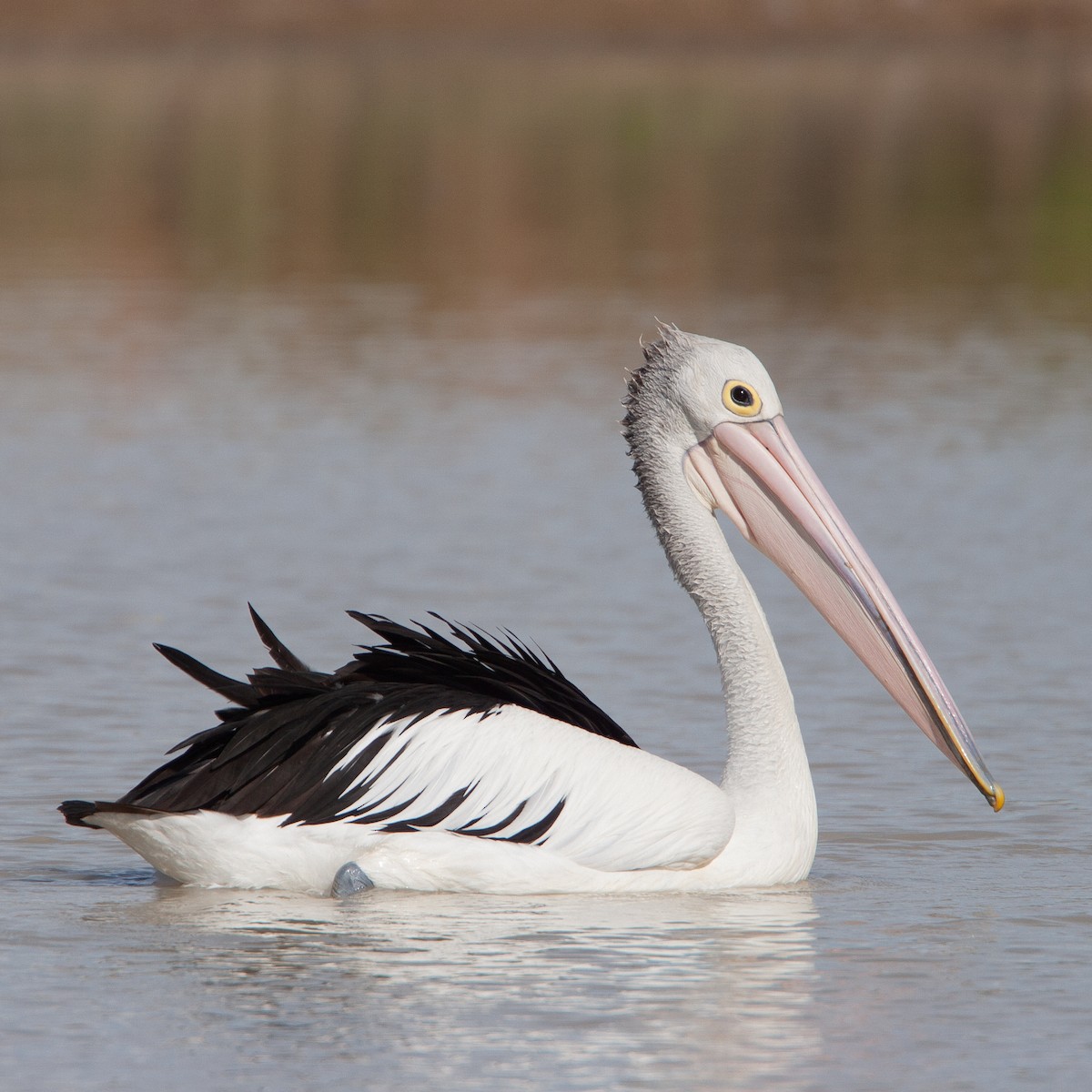 Australian Pelican - Werner Suter