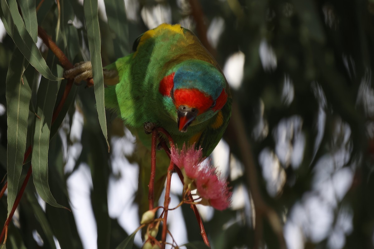 Musk Lorikeet - ML616500054