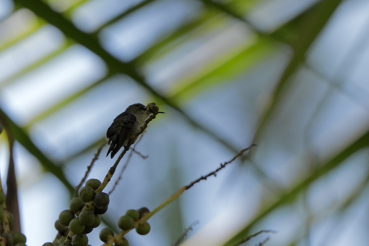 Vervain Hummingbird - Anonymous