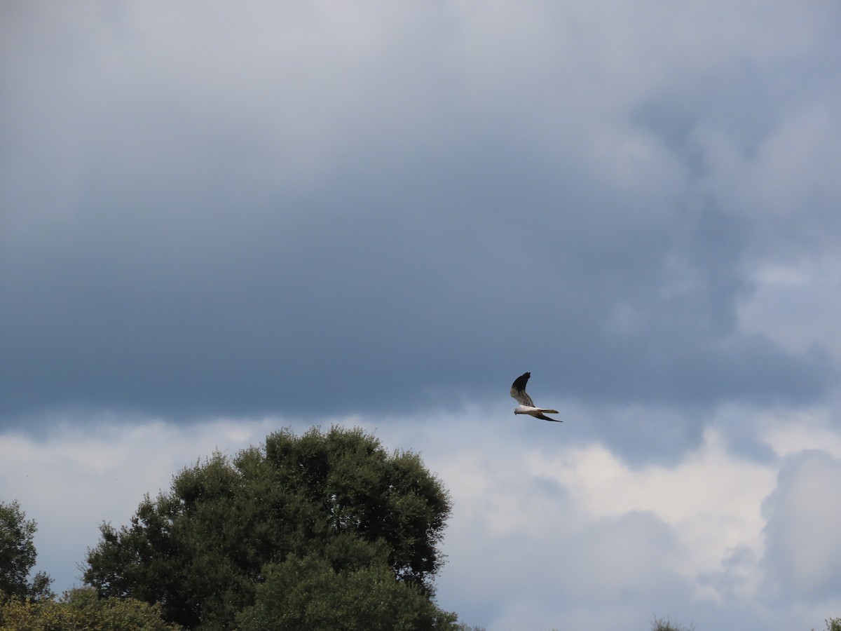 Montagu's Harrier - Antonio Monteiro