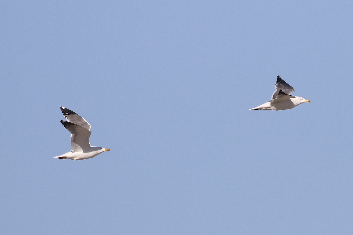 racek žlutonohý (ssp. barabensis) - ML616500081