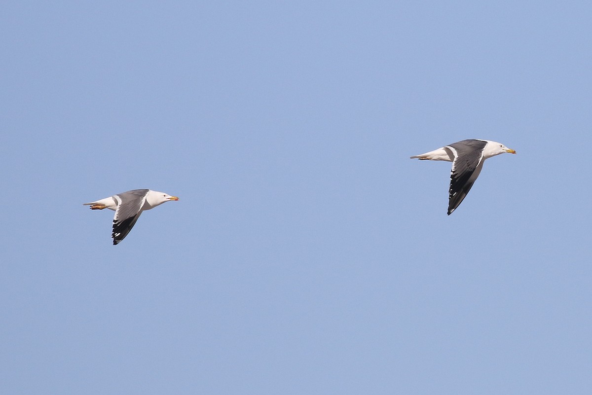 Lesser Black-backed Gull (Steppe) - Chris Kehoe