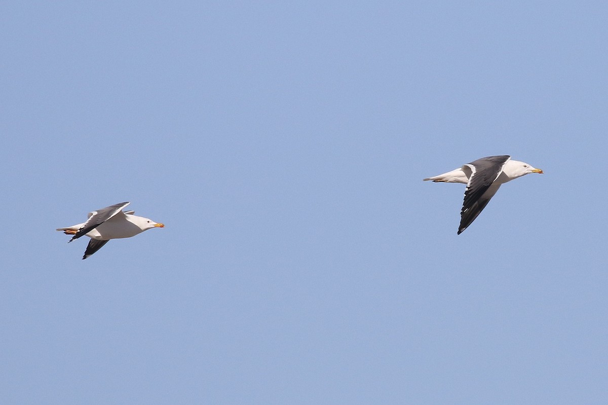 Lesser Black-backed Gull (Steppe) - ML616500084