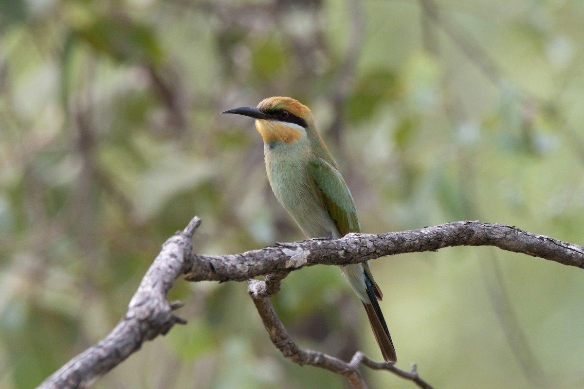 Rainbow Bee-eater - ML616500091