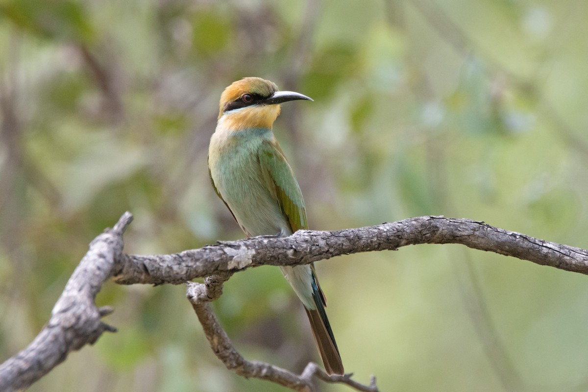 Rainbow Bee-eater - ML616500095