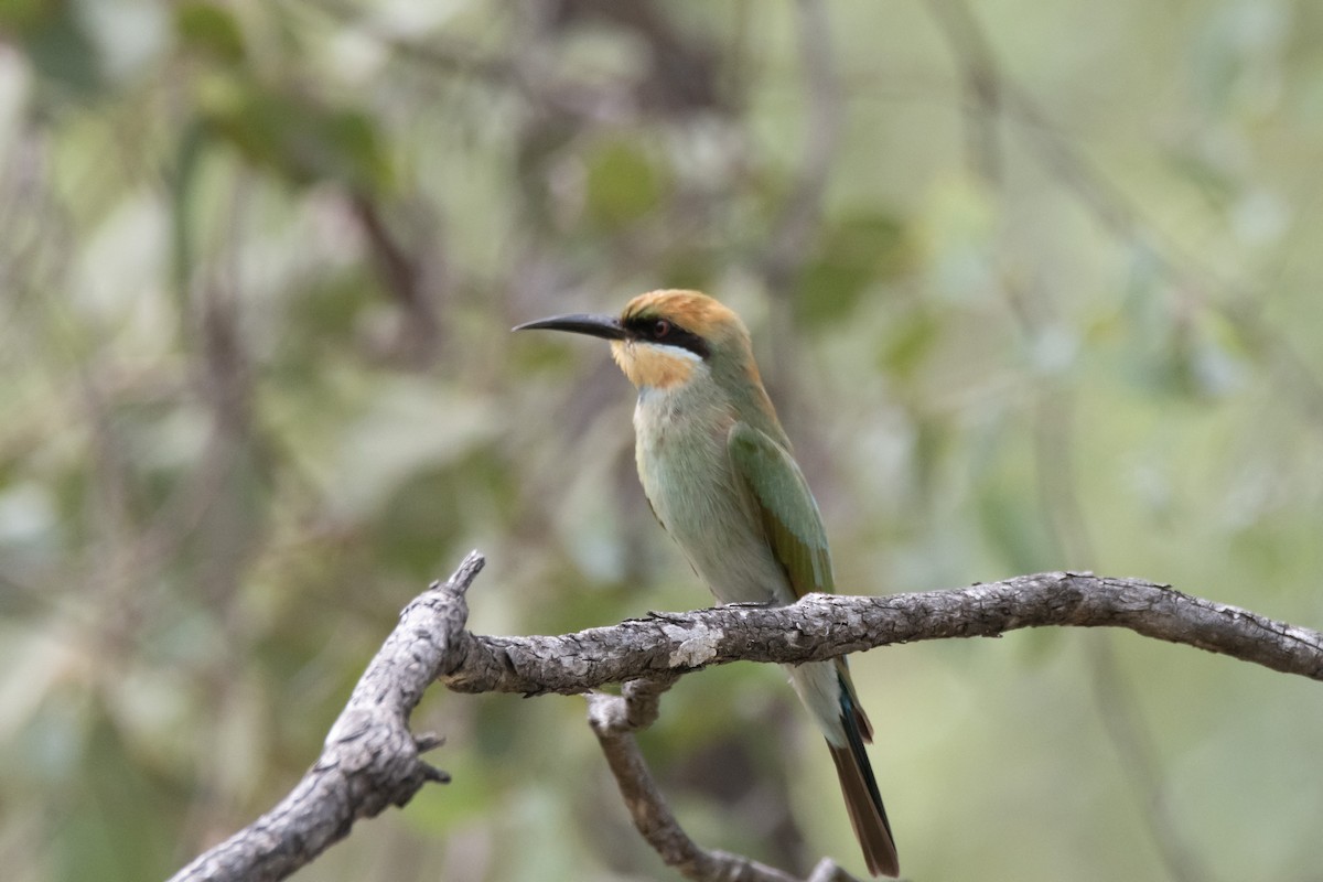 Rainbow Bee-eater - ML616500099