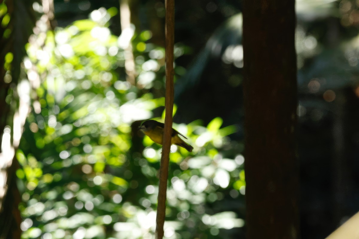 Pale-yellow Robin - ML616500115