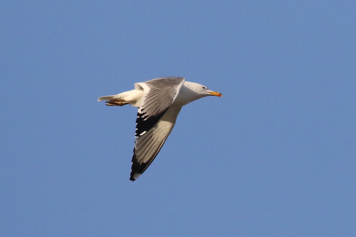 Lesser Black-backed Gull (Steppe) - Chris Kehoe