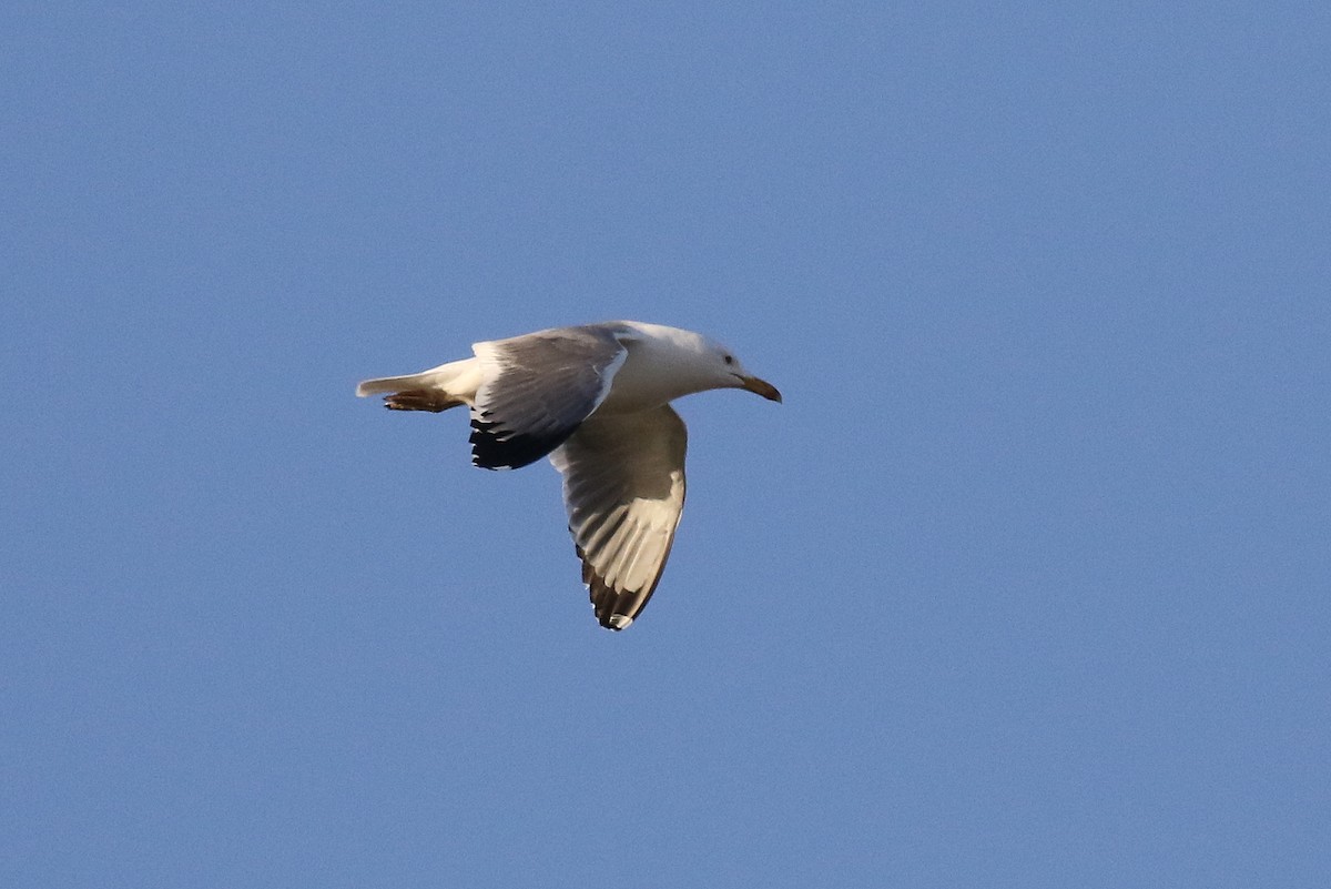 Lesser Black-backed Gull (Steppe) - Chris Kehoe