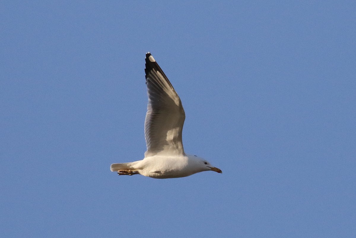 Lesser Black-backed Gull (Steppe) - Chris Kehoe