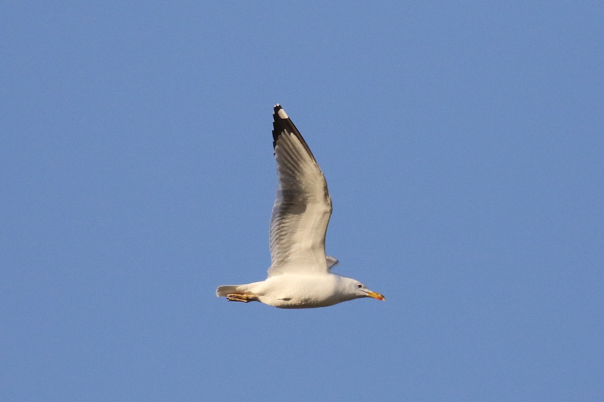 Lesser Black-backed Gull (Steppe) - Chris Kehoe