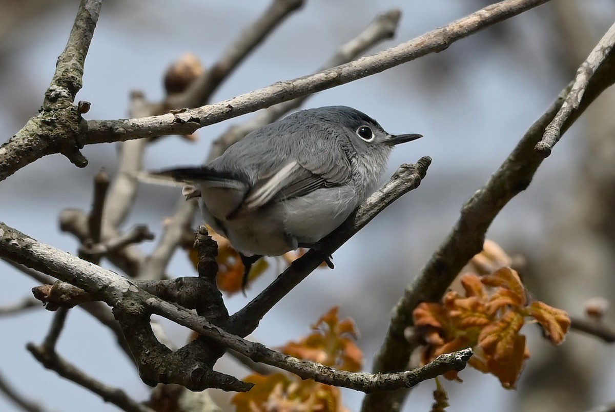 Blue-gray Gnatcatcher - ML616500142