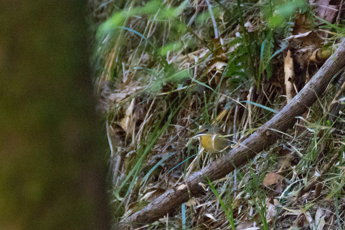 Snowy-browed Flycatcher - ML616500147