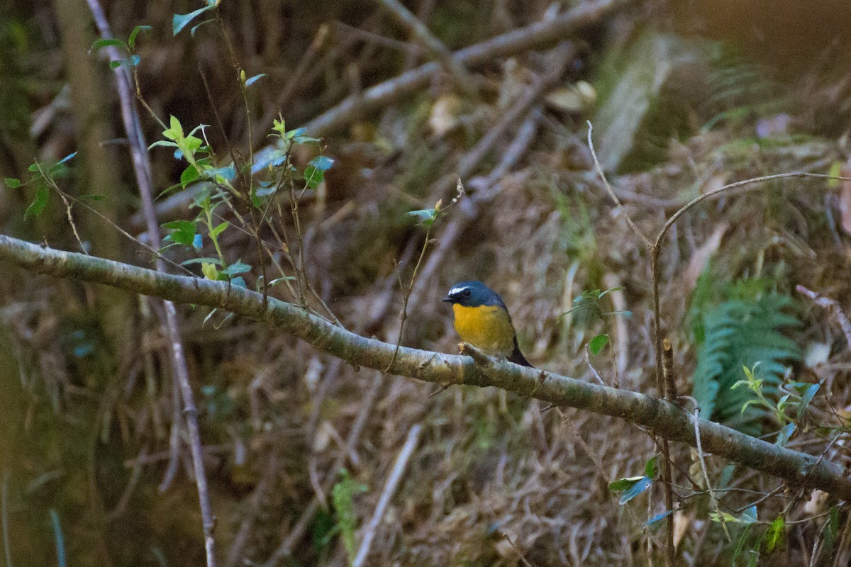 Snowy-browed Flycatcher - ML616500148