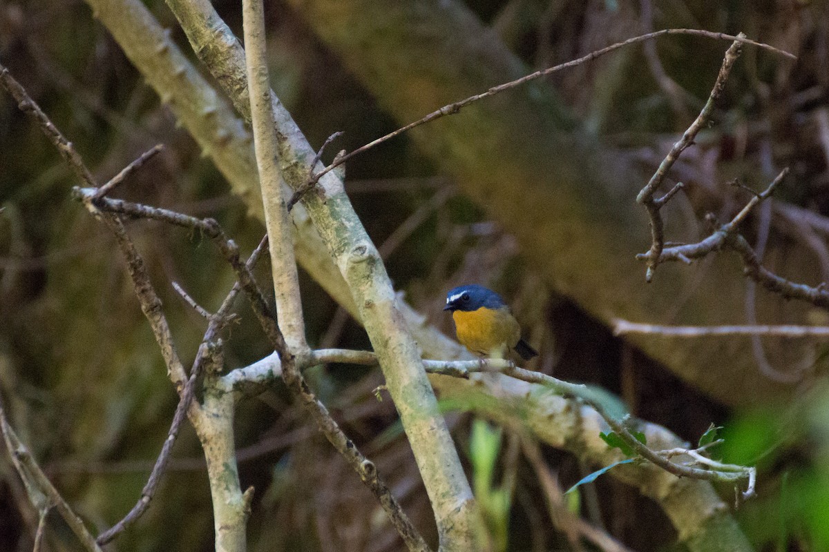 Snowy-browed Flycatcher - ML616500149