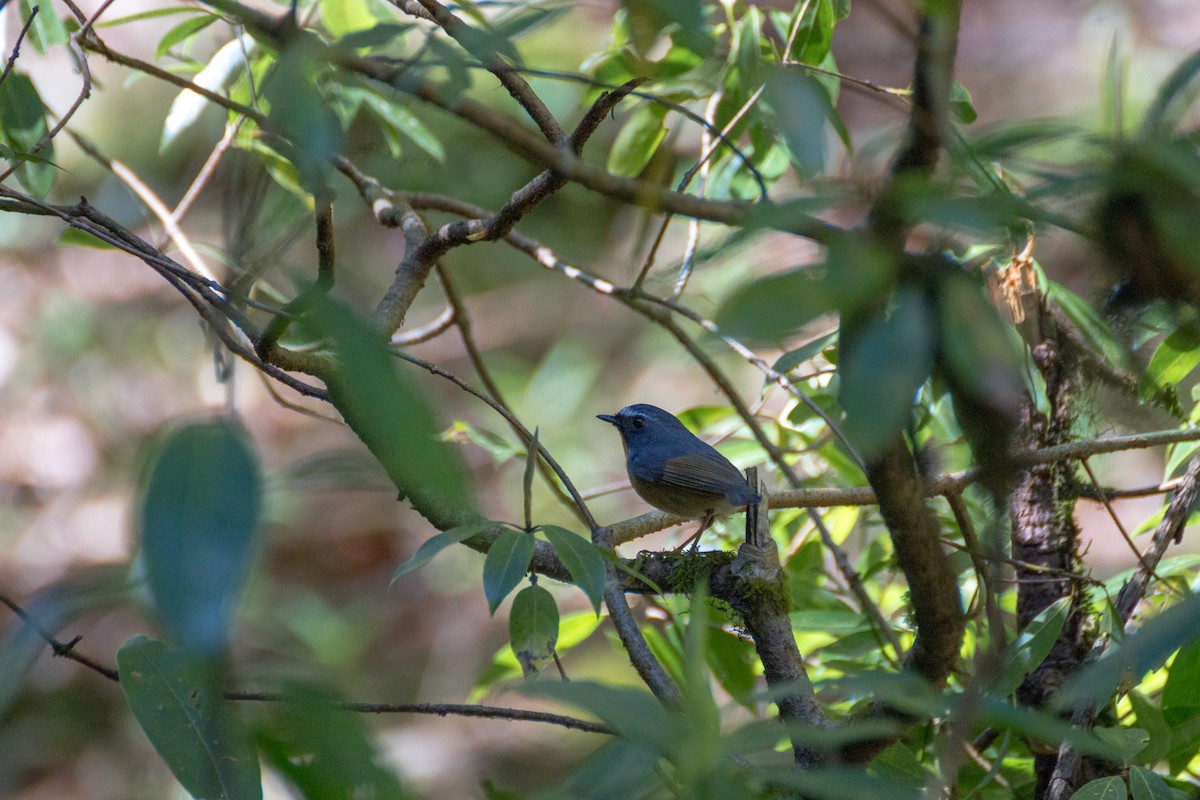 Snowy-browed Flycatcher - ML616500150