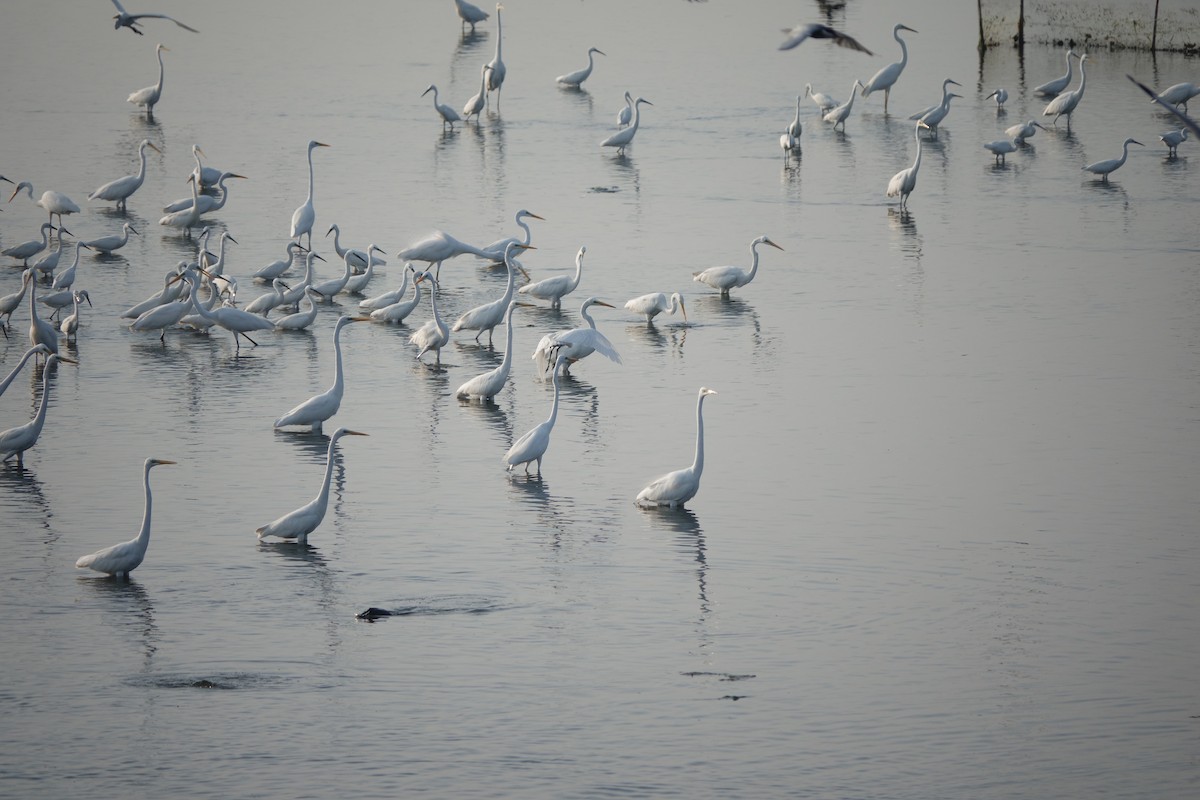 Great Egret - ML616500159