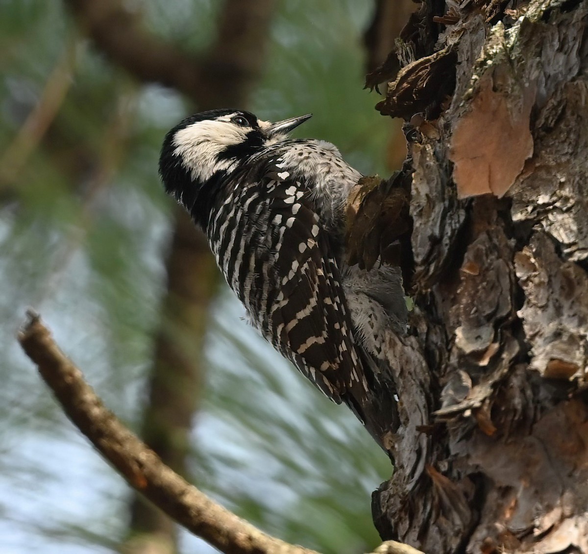 Red-cockaded Woodpecker - Ann Stinely