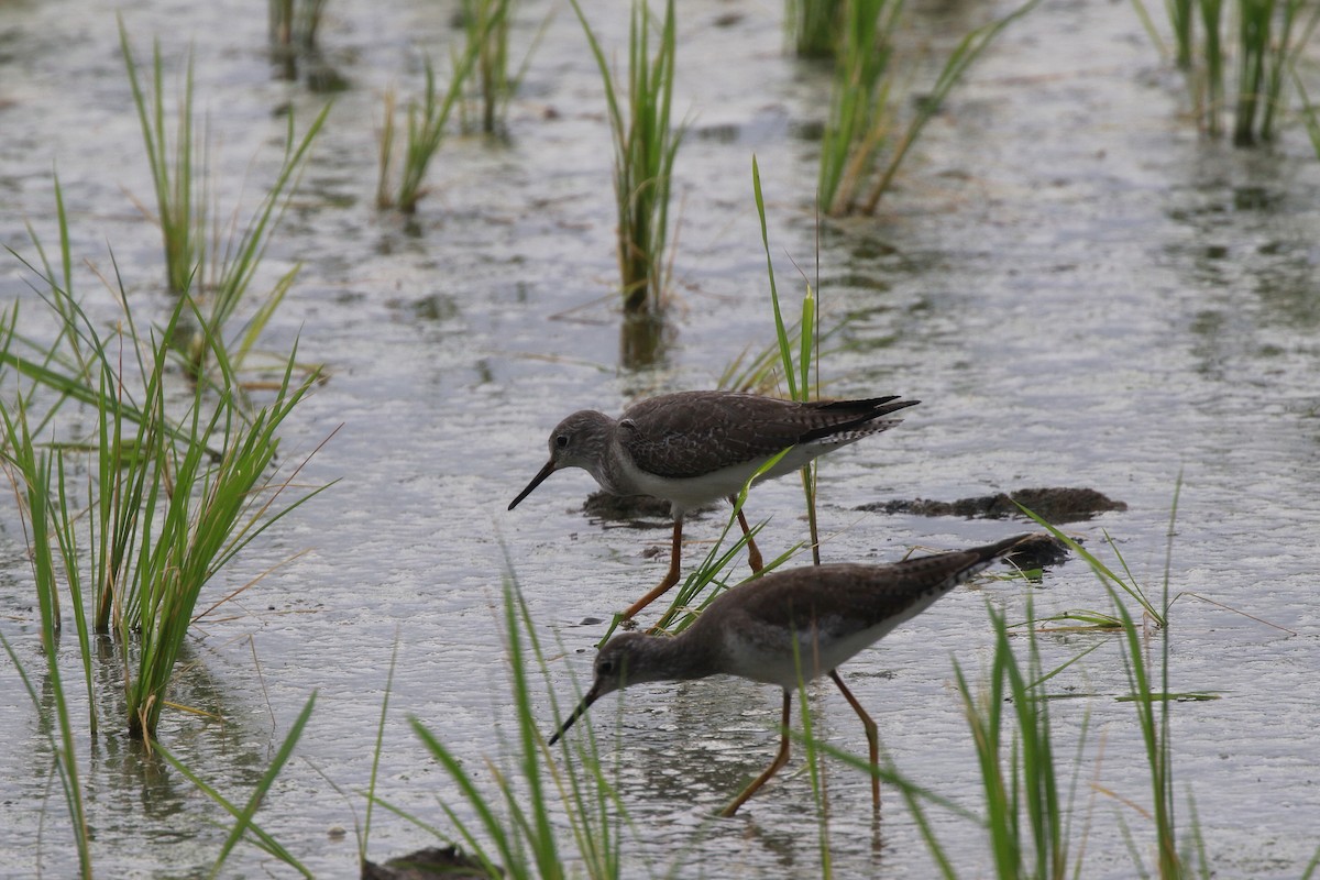 Lesser Yellowlegs - ML616500206