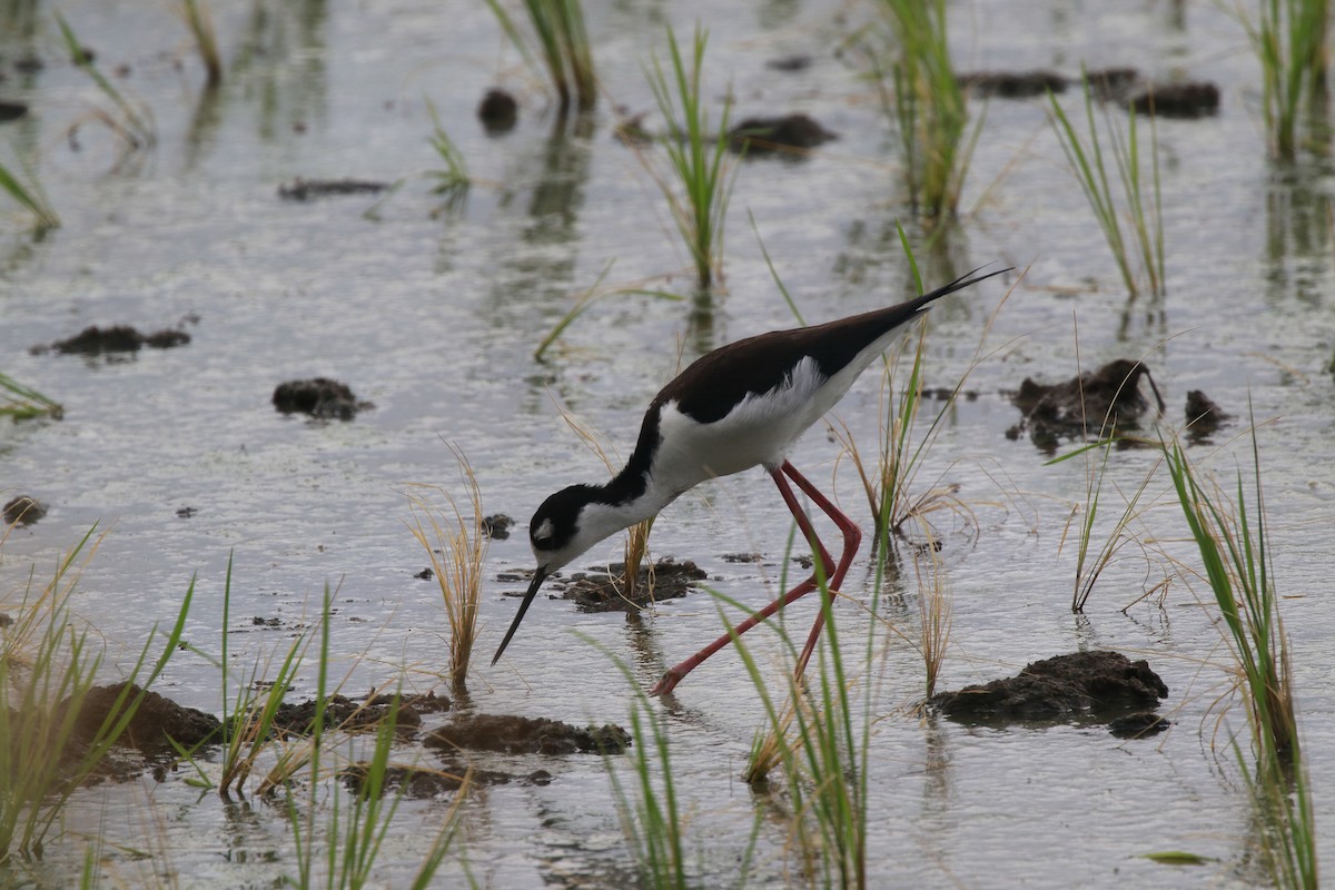 Black-necked Stilt (Black-necked) - Neil Osborne