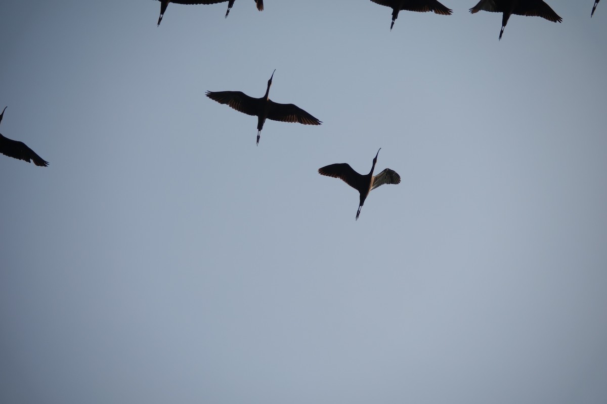 ibis hnědý - ML616500213