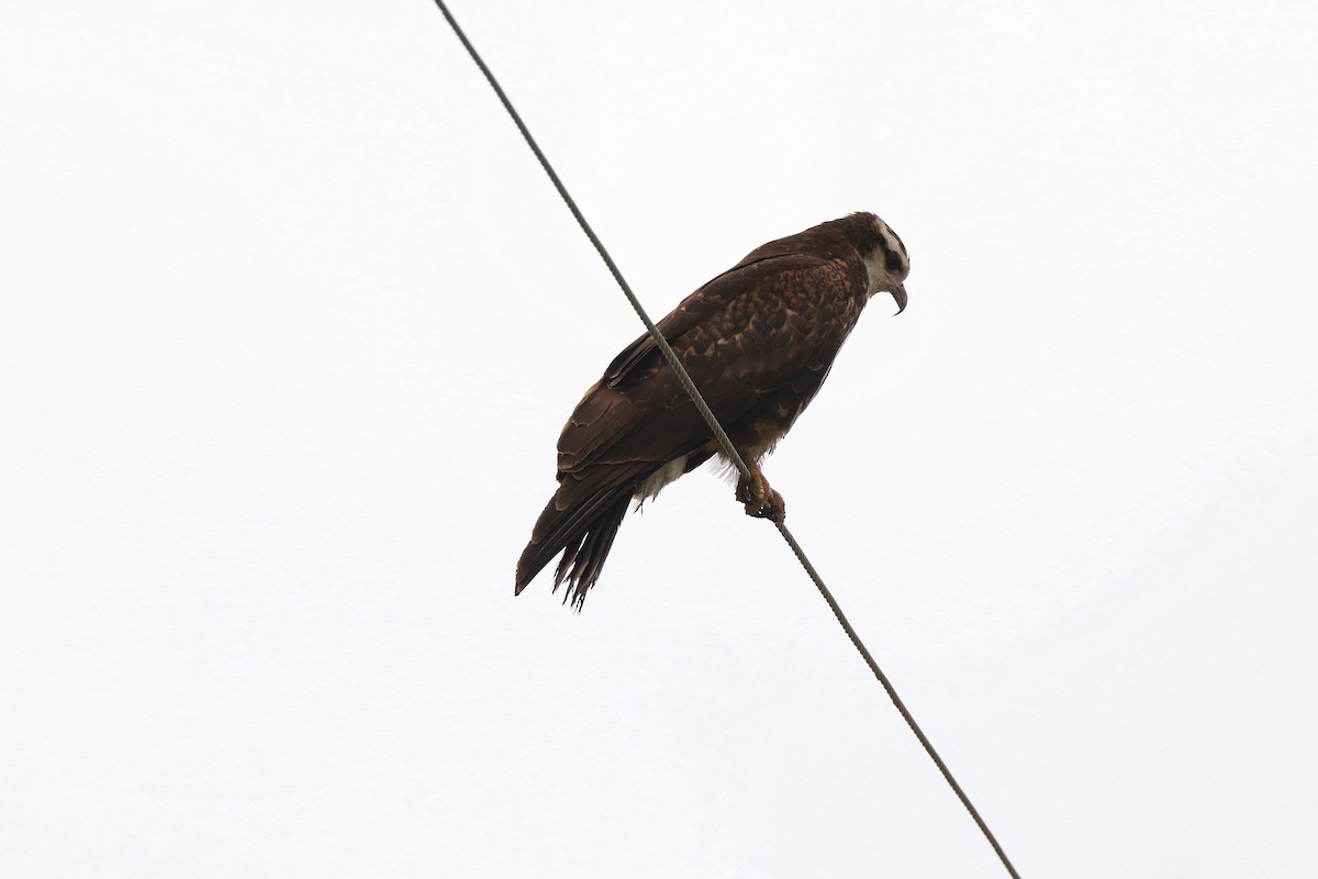 Snail Kite - Neil Osborne