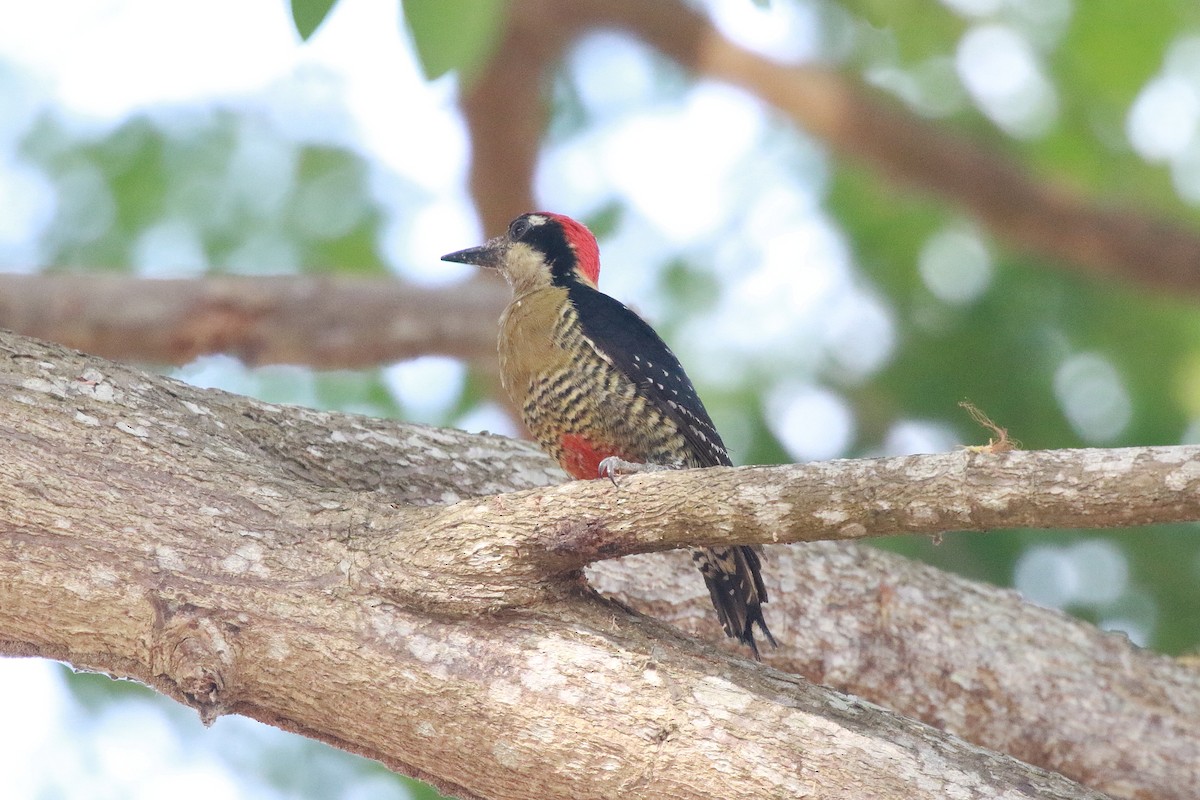 Black-cheeked Woodpecker - Neil Osborne