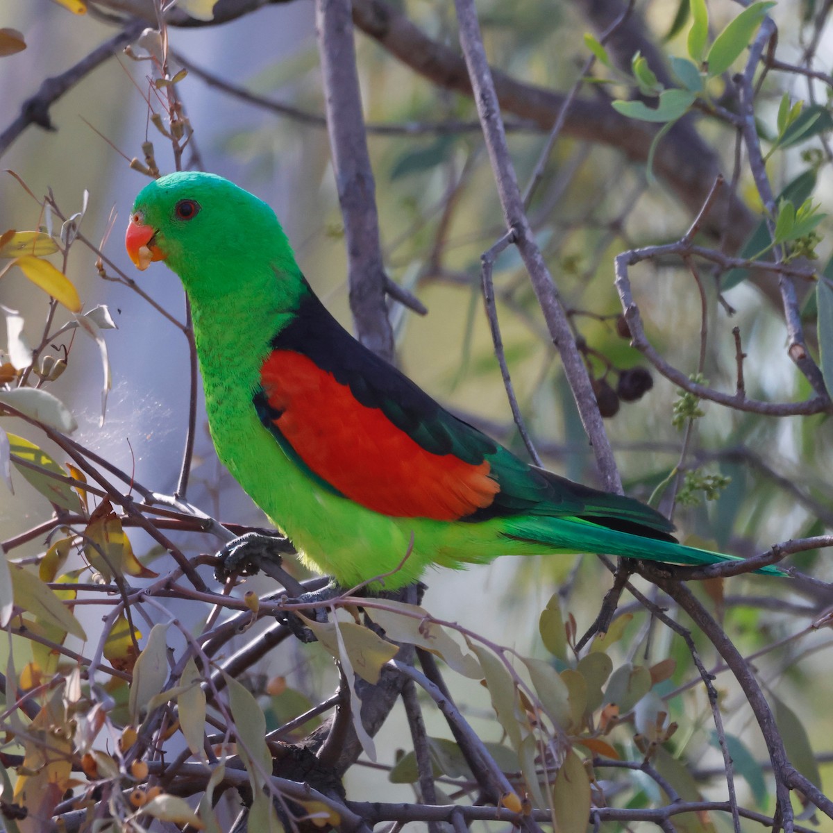 Папужець-червонокрил австралійський - ML616500223