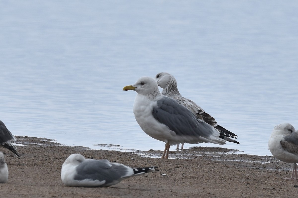 Lesser Black-backed Gull (taimyrensis) - ML616500224