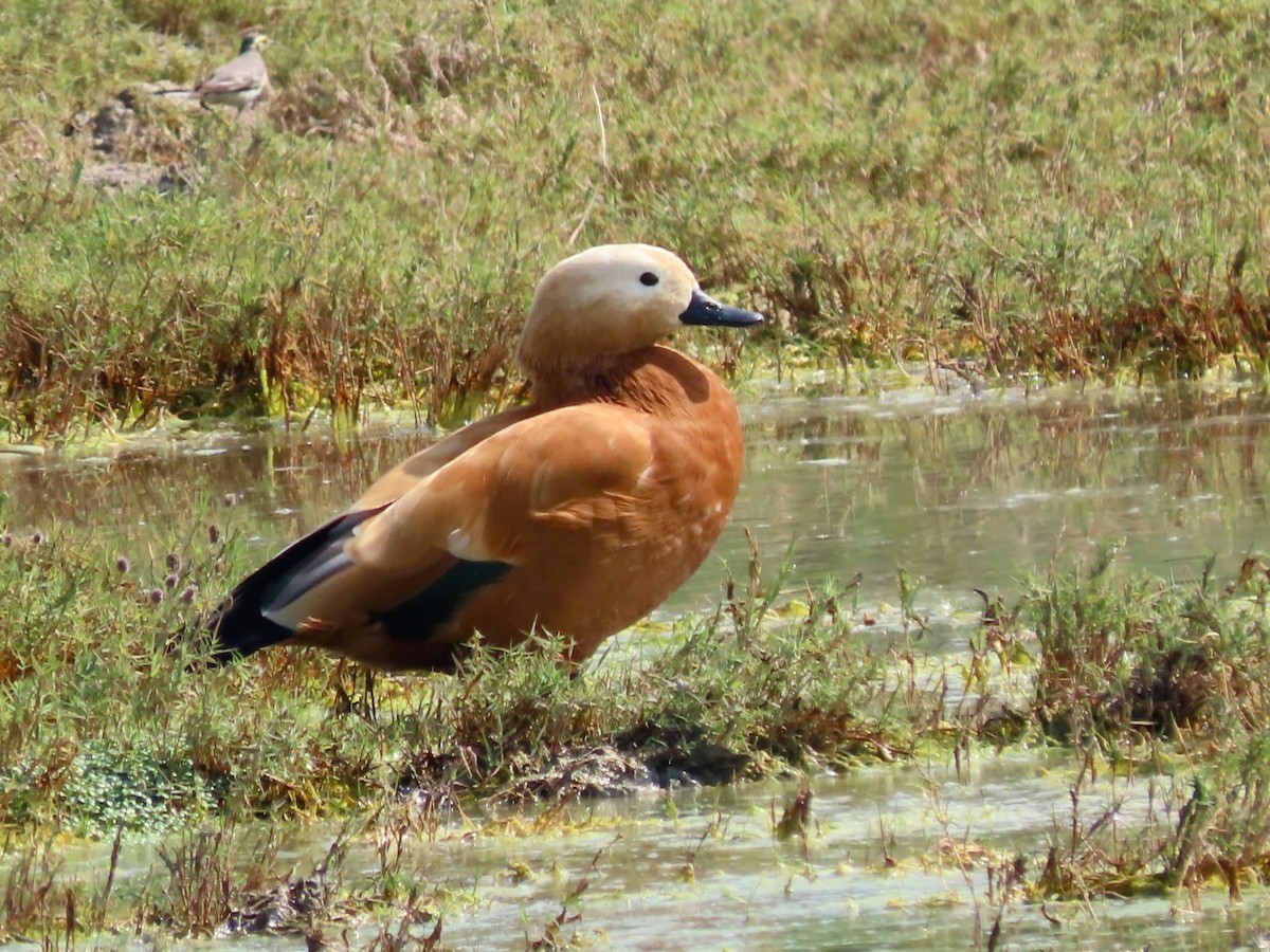 Ruddy Shelduck - ML616500235