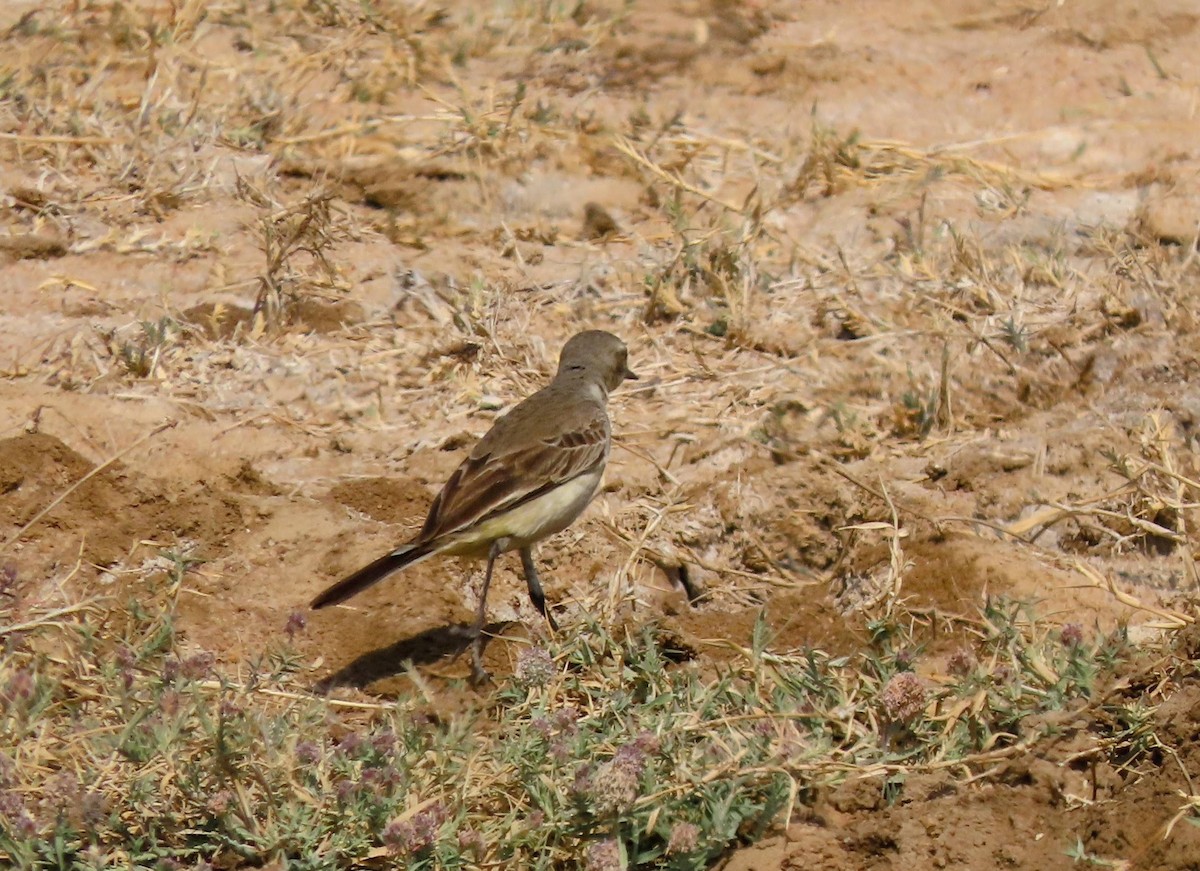 wagtail sp. - ML616500260