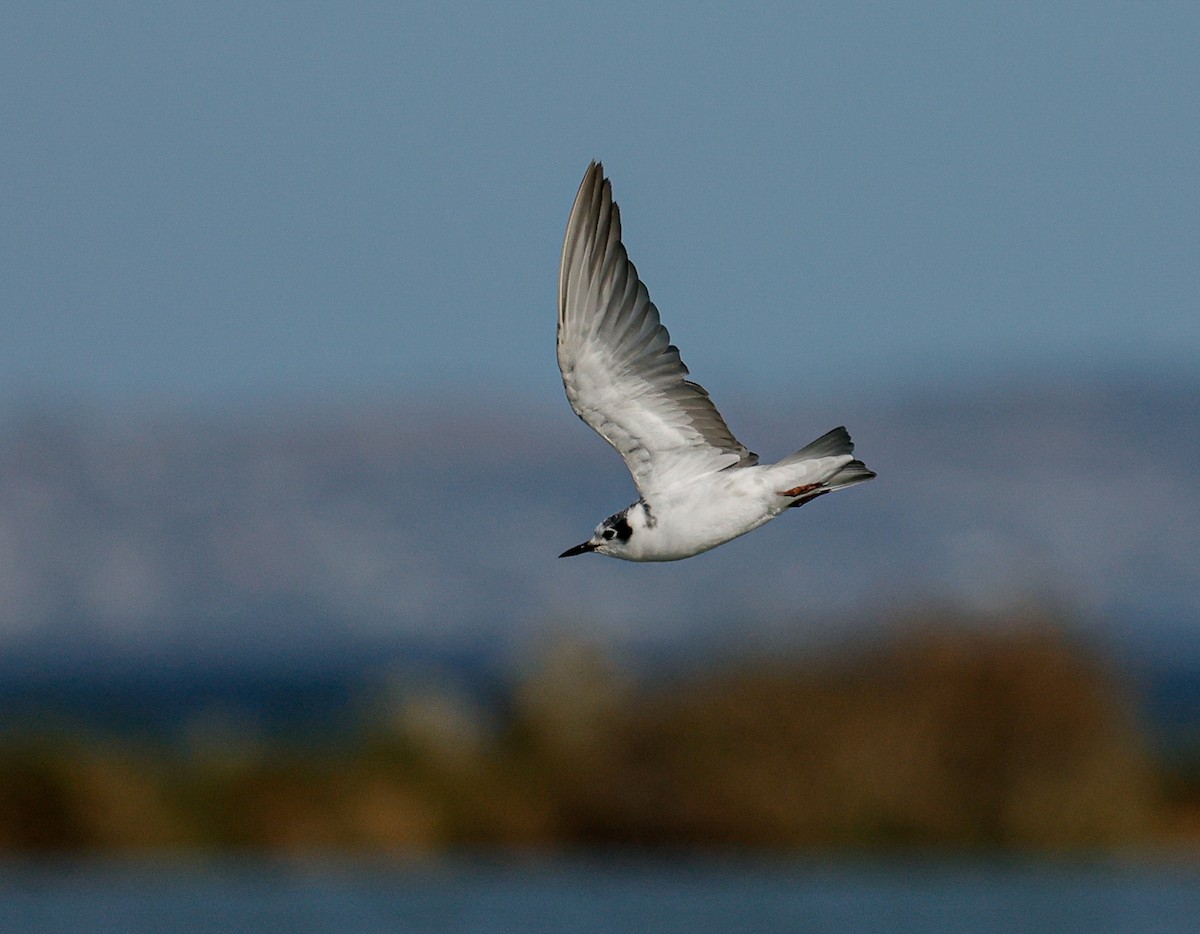White-winged Tern - ML616500285