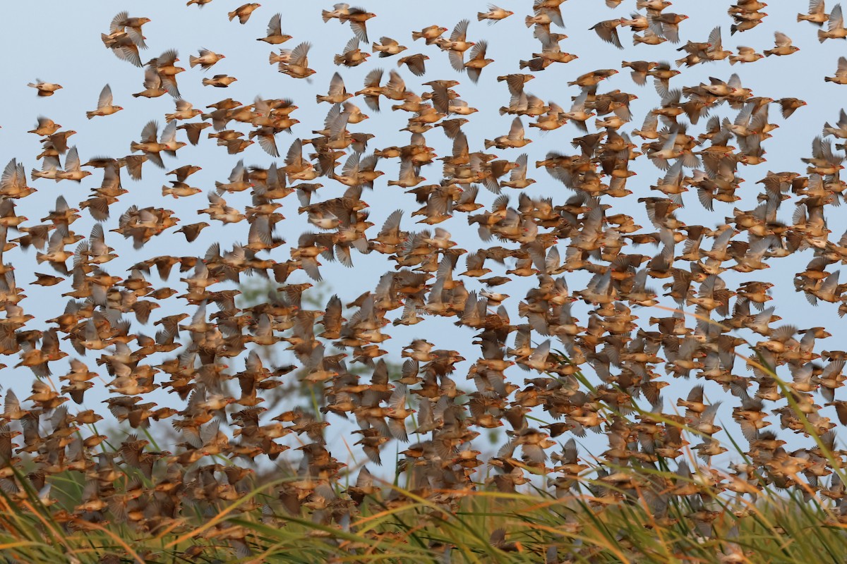 Red-billed Quelea - ML616500337