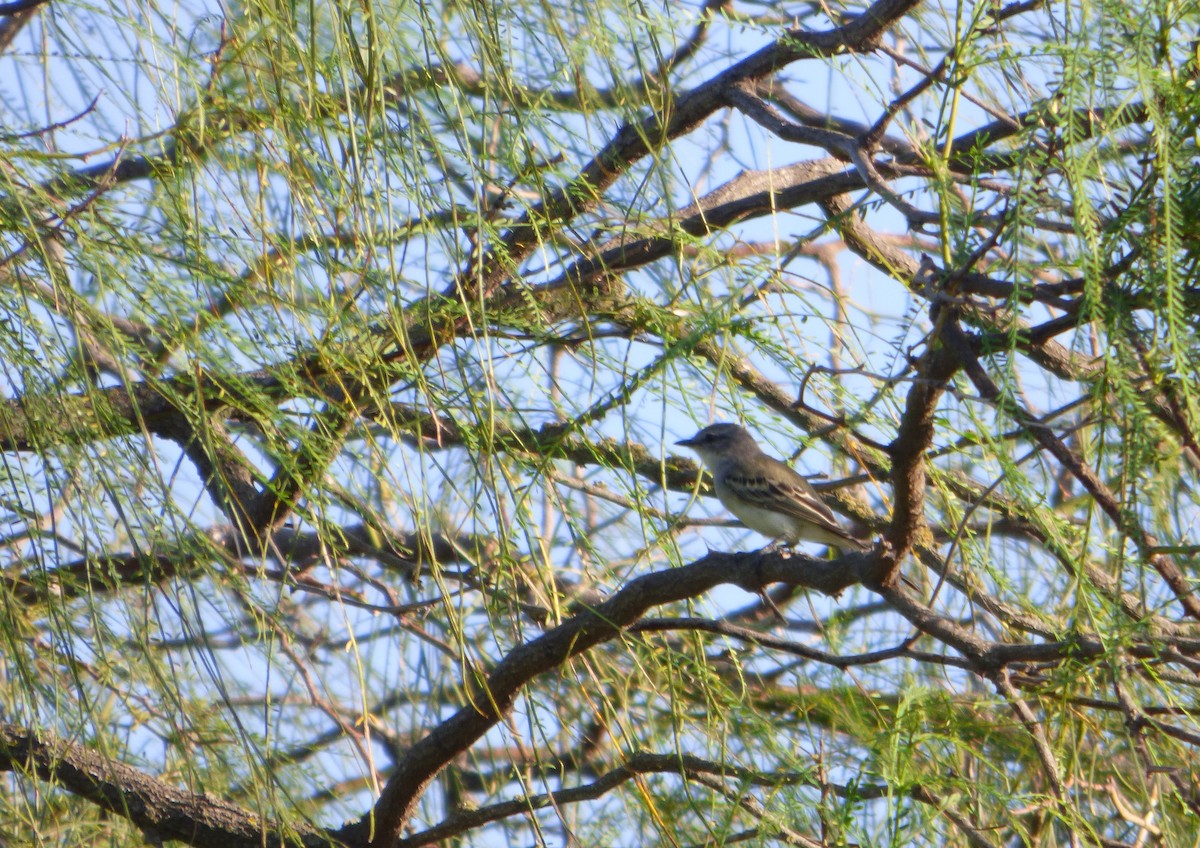 Suiriri Flycatcher - ML616500338