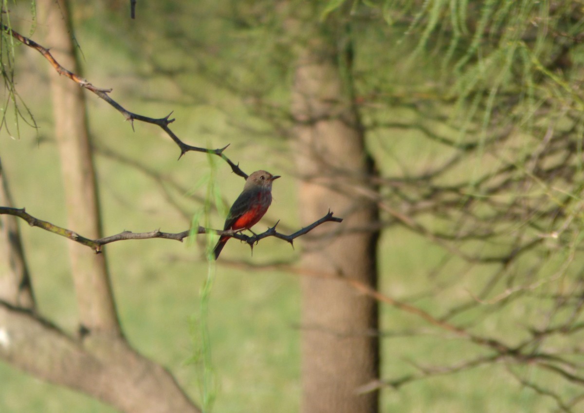 Vermilion Flycatcher - ML616500343