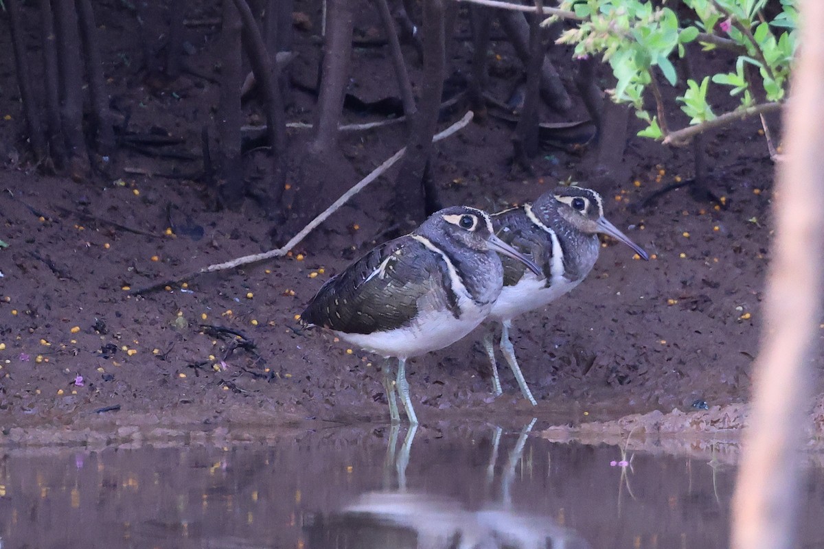 Greater Painted-Snipe - ML616500370