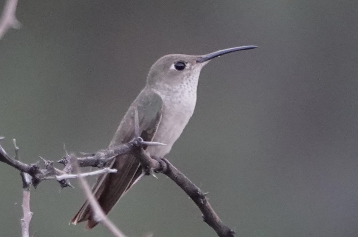 Spot-throated Hummingbird - Peter Blancher