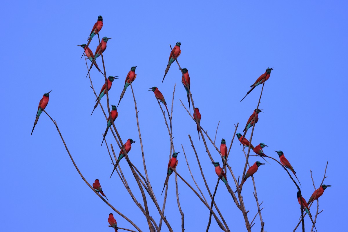 Northern Carmine Bee-eater - ML616500379