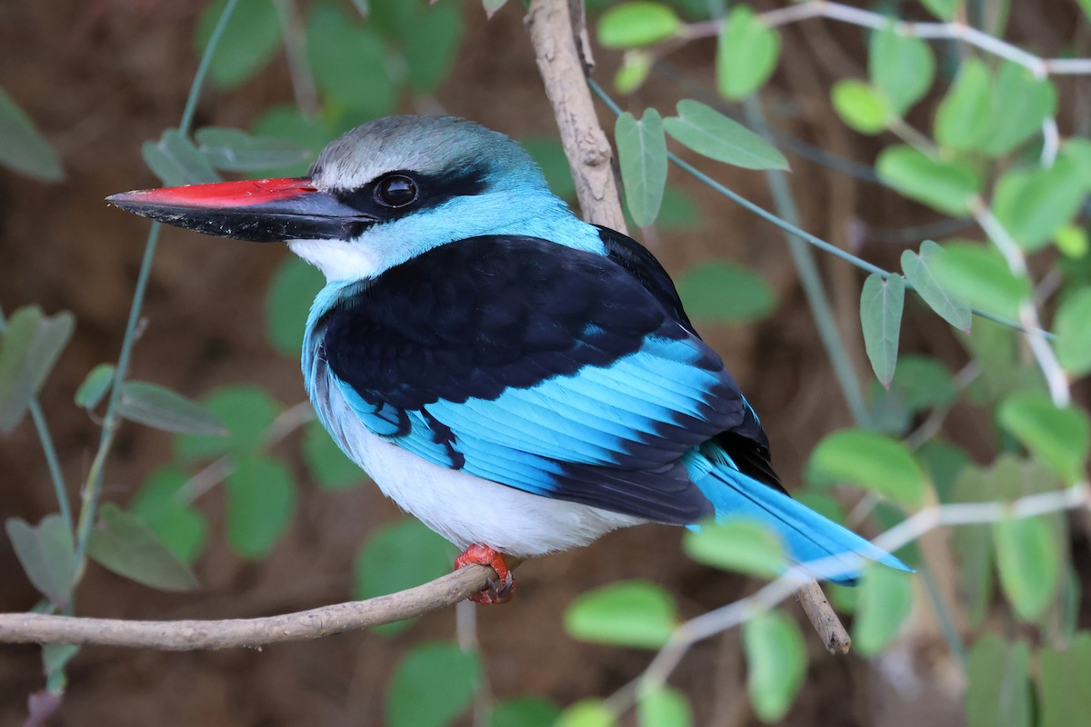 Blue-breasted Kingfisher - ML616500382
