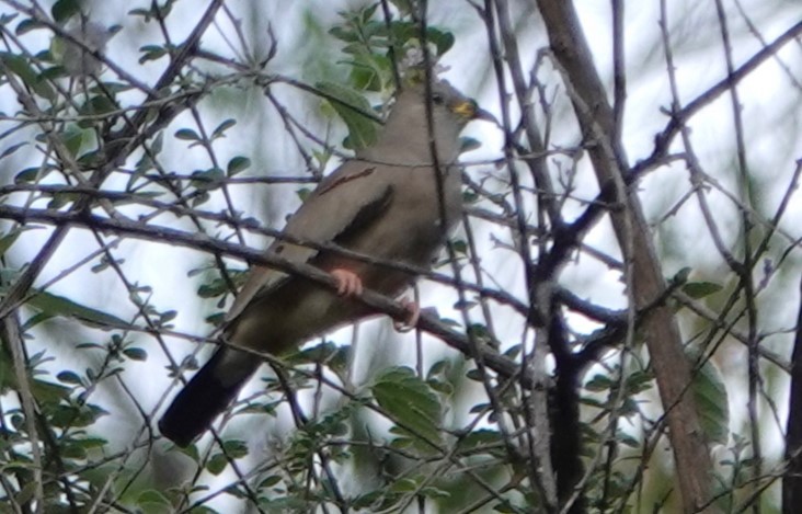 Colombe à bec jaune - ML616500386