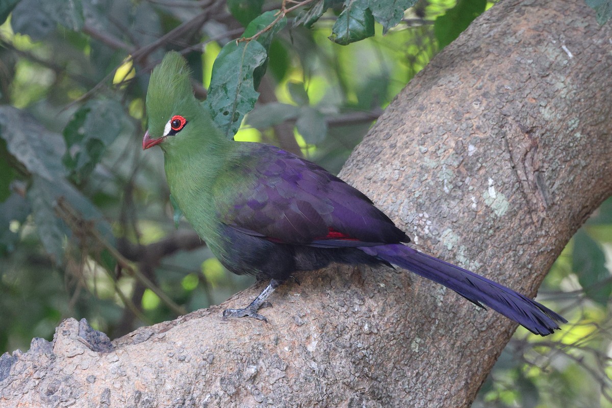 Guinea Turaco - Guy Shorrock