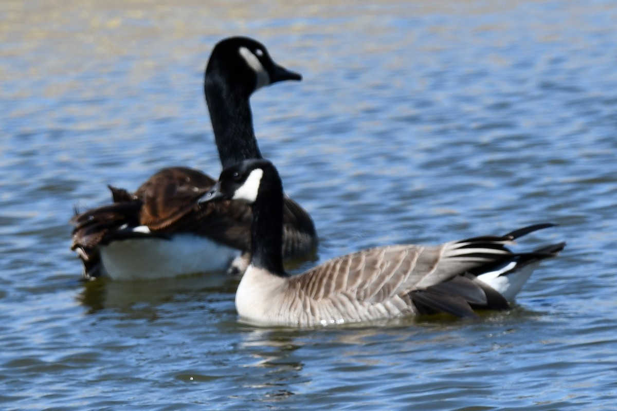 Cackling Goose - Carmen Ricer